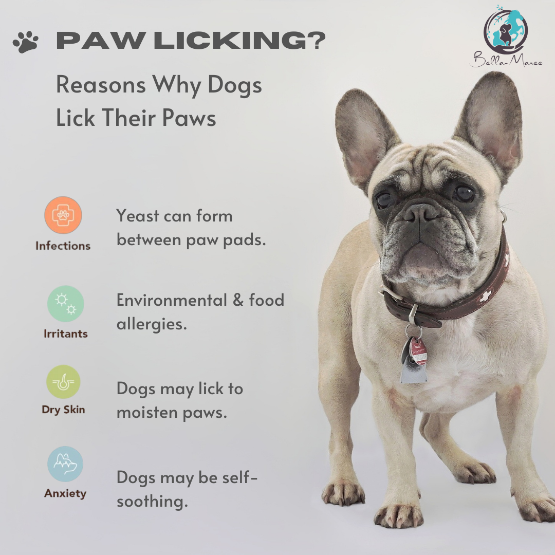 paw-licking-reasons-why-dogs-lick-their-paws-bella-maree-natural