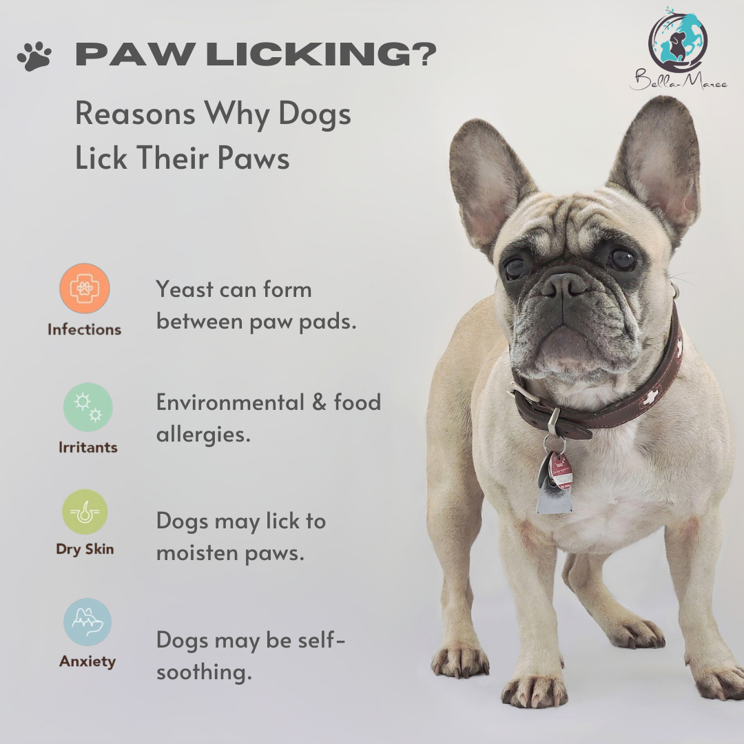 Why Do Dogs Lick Their Paws? What's Normal and When To Worry